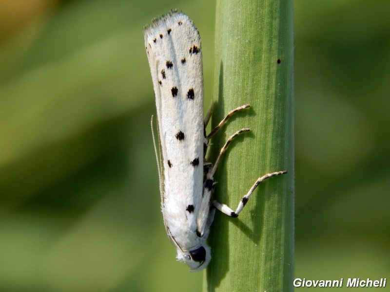 Myielois circonvoluta ?